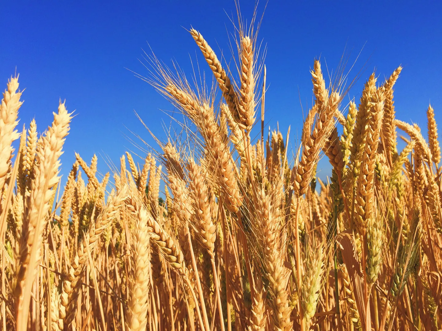 Golden wheat field representing agricultural prosperity