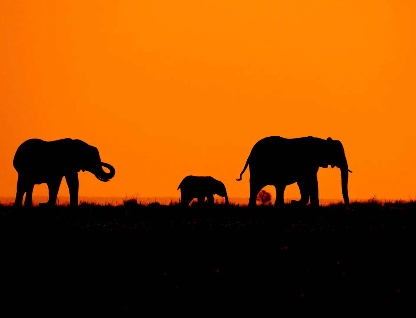 Silhouette of elephants walking at sunset in the African savanna