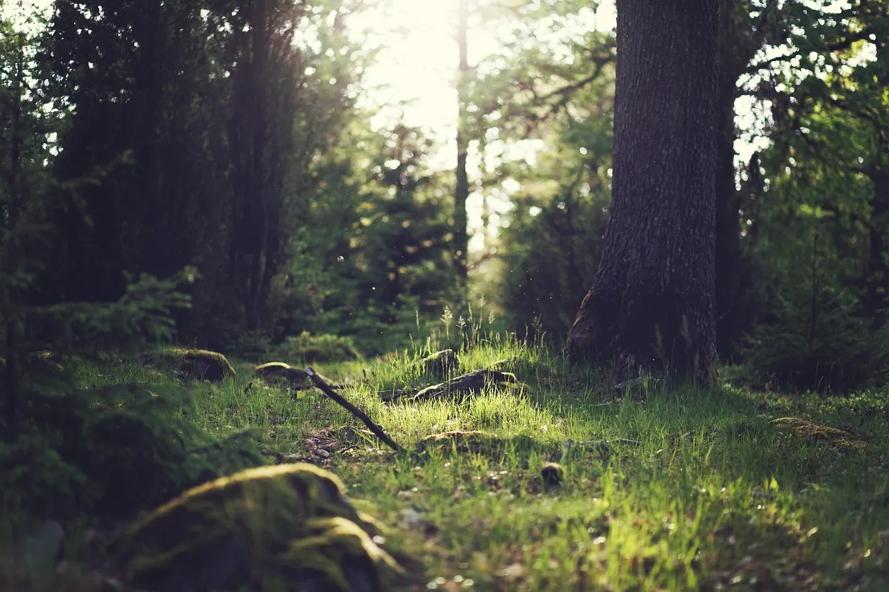 Sun-dappled forest school grounds at Prenton RUFC