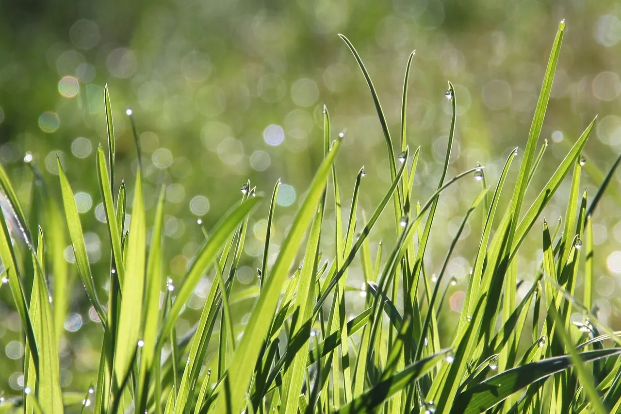 Lush morning farmland with dew-covered grass