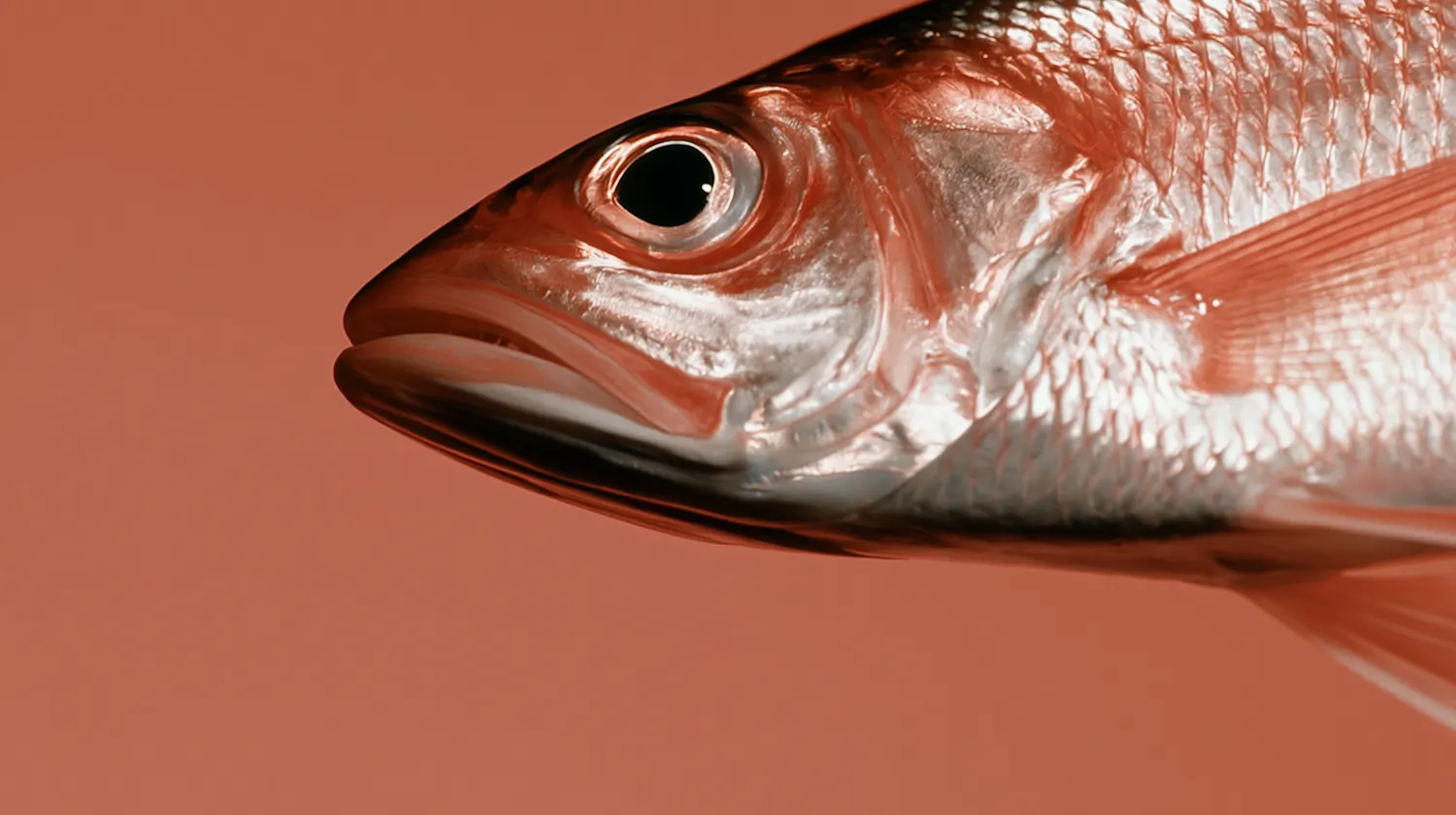 Close-up of healthy catfish scales reflecting light