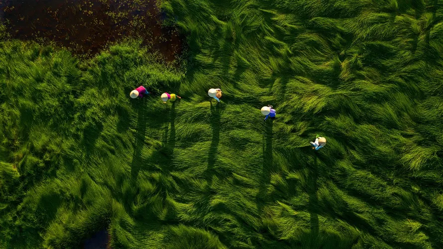 aerial view of a lush Nigerian cassava farm landscape showing agricultural productivity