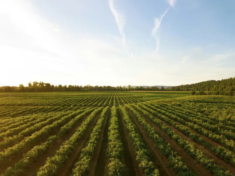 rows of green crops in field at sunset