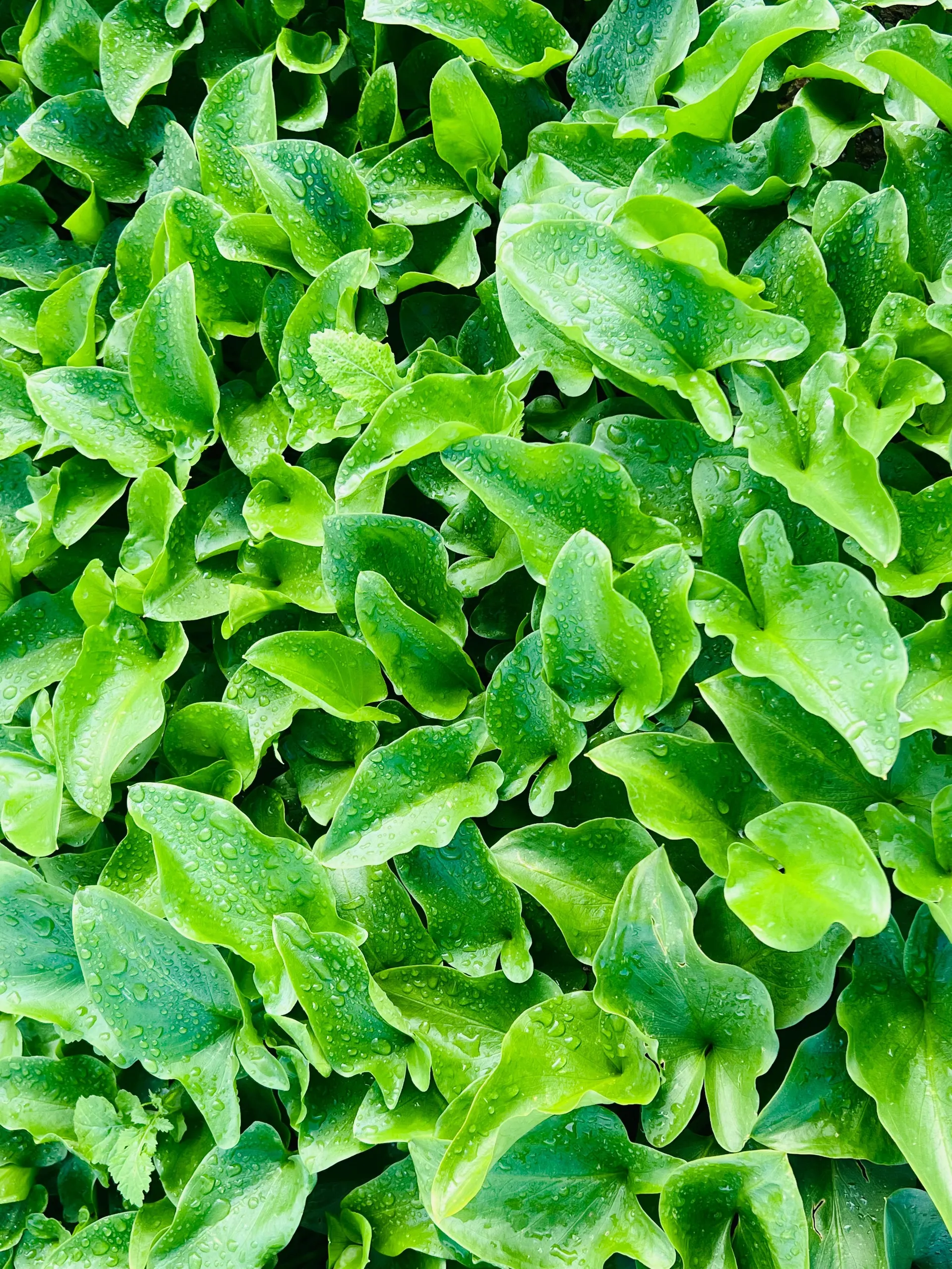 Lush green lettuce leaves with dew drops