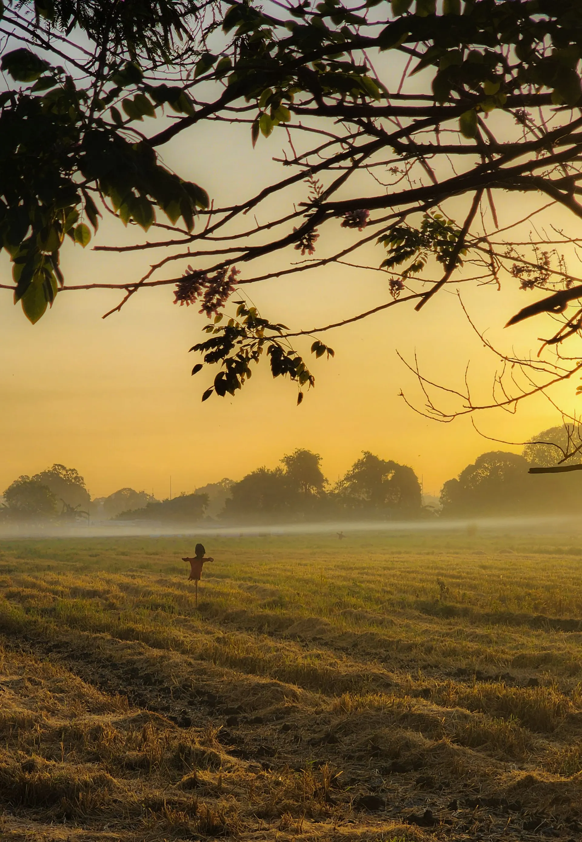 Lush Nigerian farmland at dawn