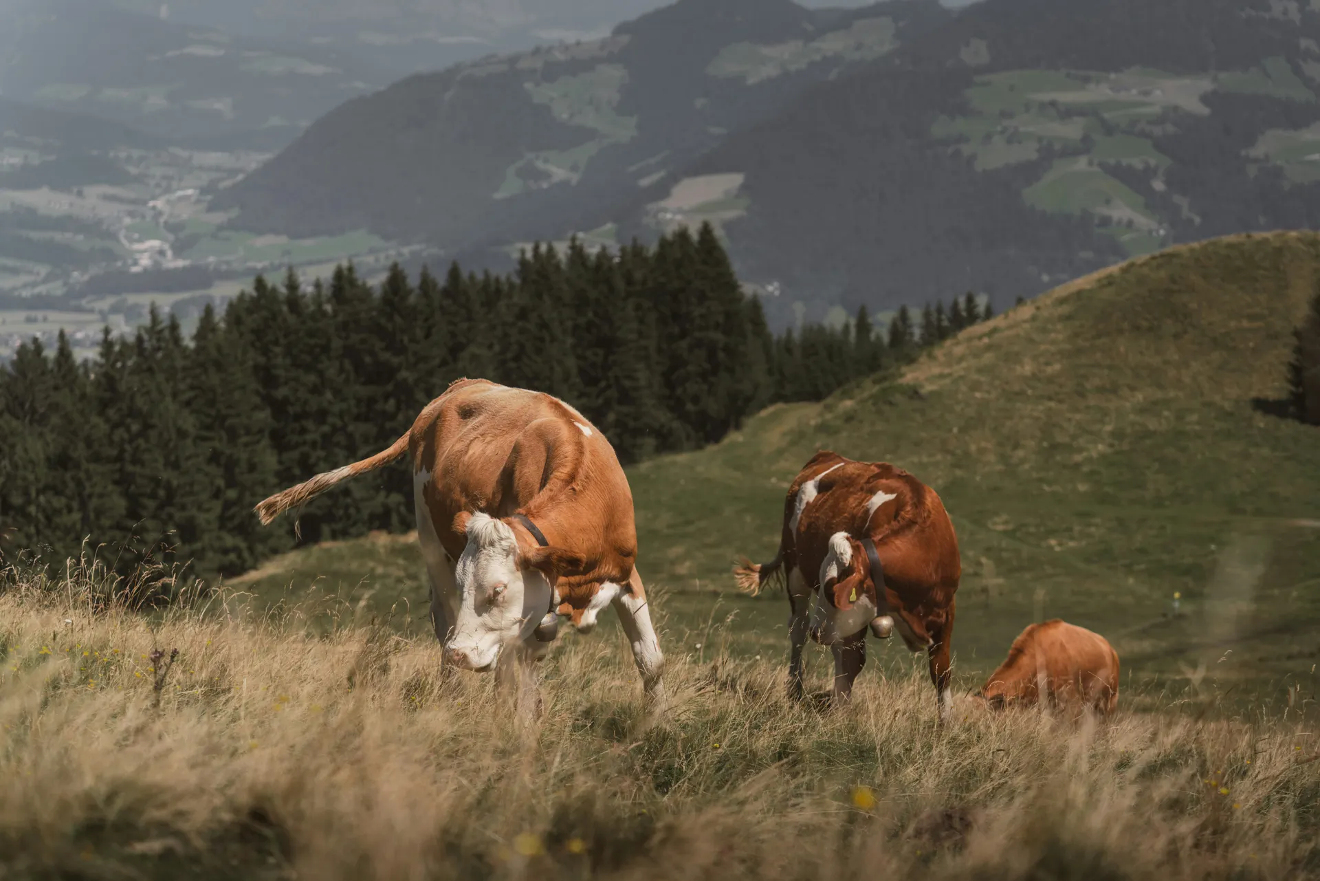 Panoramic view of cattle grazing in green fields