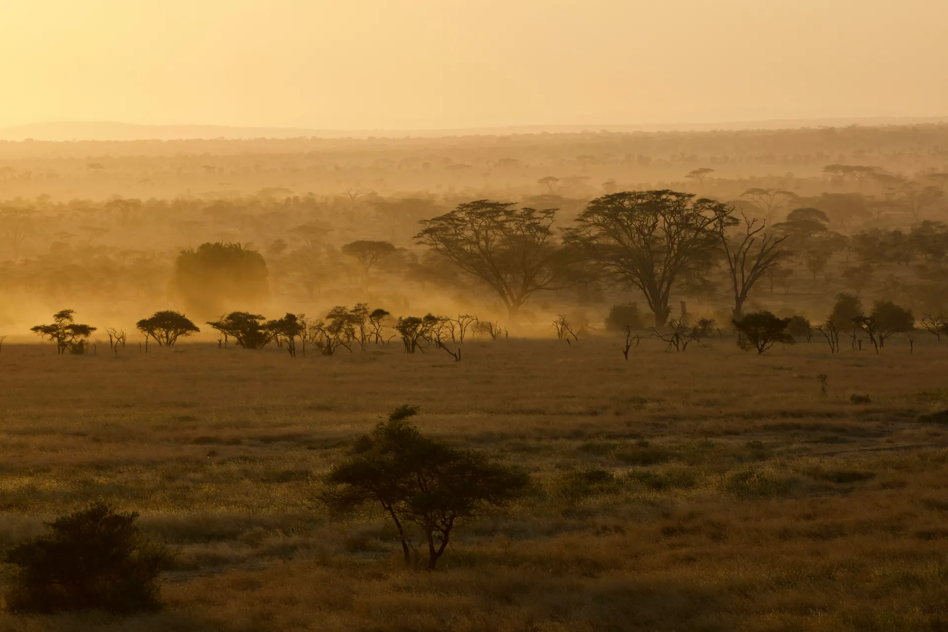 African savannah landscape