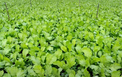 Vibrant green radish crop field showcasing healthy plant development