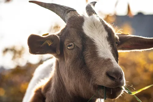 animal, goat, nature, mammal, livestock, farm, species, fauna