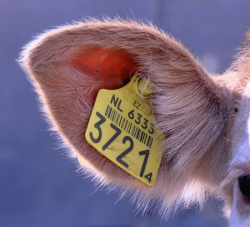A detailed close-up of a livestock animal's ear with a visible identification tag for farm management.