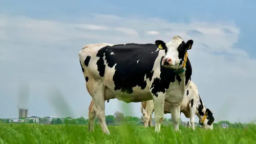 Friesian Cow