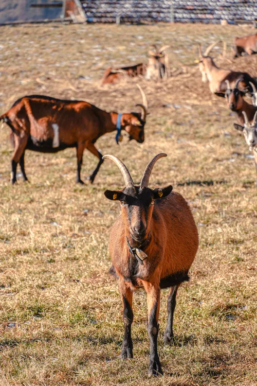 Alpine Goat