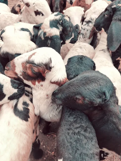 Elite Goat Breeds