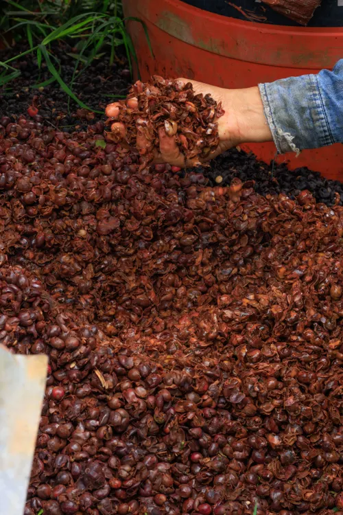 Organic composting process