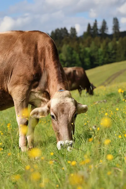 Ayrshire Cow
