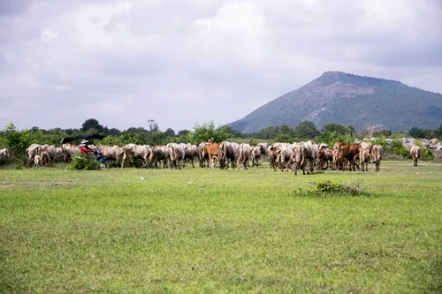 Herd of cattle walking