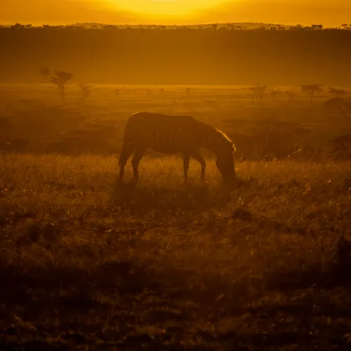Luxury Safaris