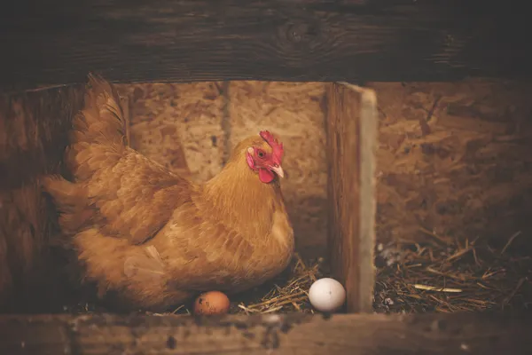 Mature kienyeji chicken hen in a farm nesting area