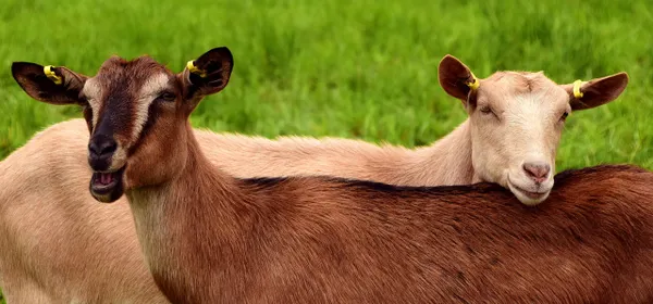 Alpine Goat