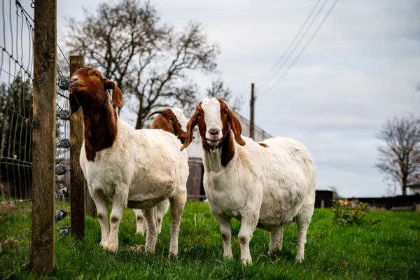 Two Boer goats standing near a fence in a scenic rural farm setting.