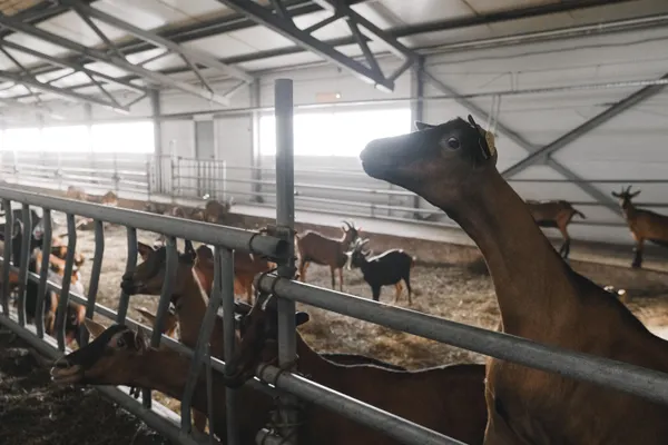 A group of goats in a modern indoor farm setting, showcasing livestock management.