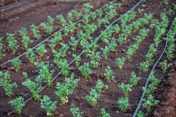 Drip irrigation emitters on young plants