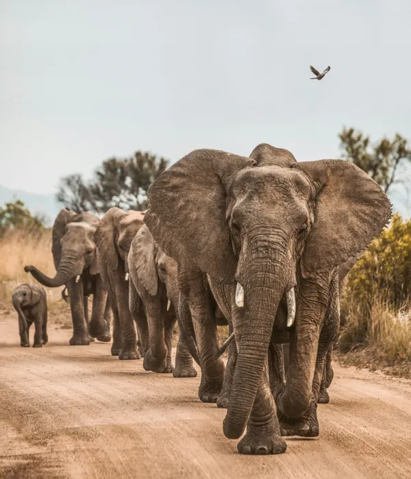 Elephants on road in South Africa