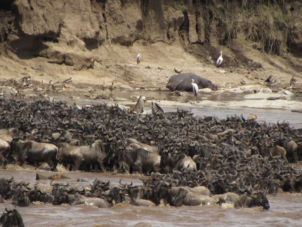 Wildebeest crossing the Mara River during the Great Migration