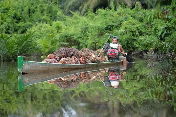 Oil palm harvest