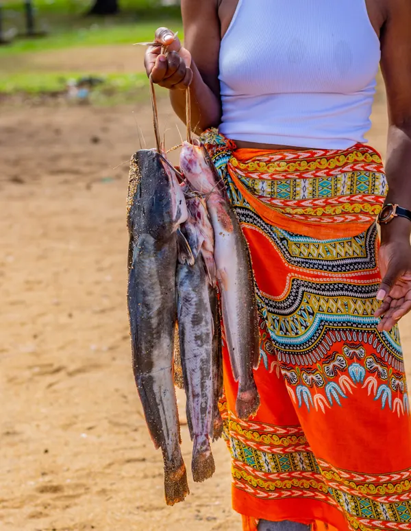 Fresh caught catfish