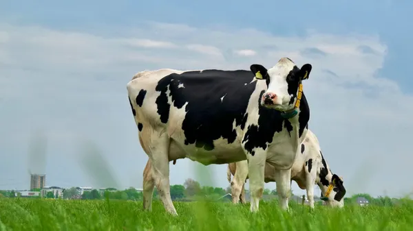 Friesian Cow