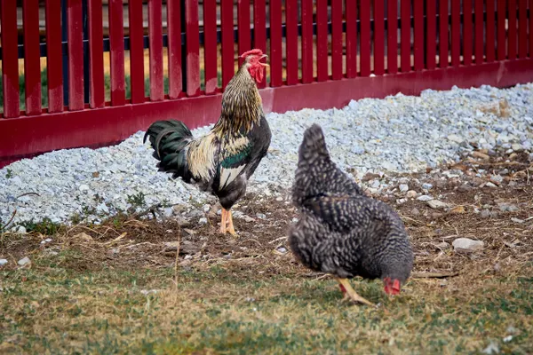 Vibrant rooster and hen exploring a rural yard near a red fence on a sunny day.