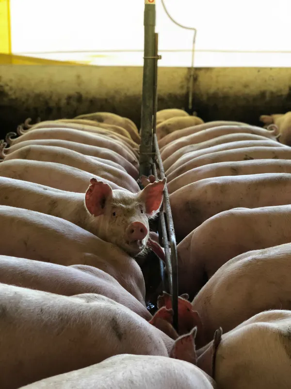 Herd of dirty pigs standing next to each other in farm barn in countryside