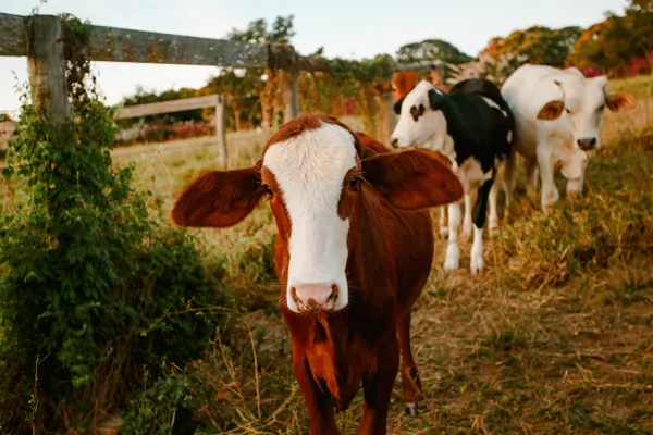 A group of cows grazing peacefully in a rural field, with a brown cow in the foreground.