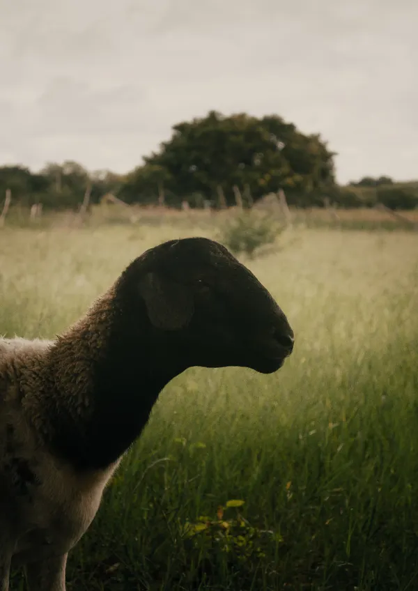 Close-up of a Dorper sheep in a lush green pasture, showcasing rural livestock life.