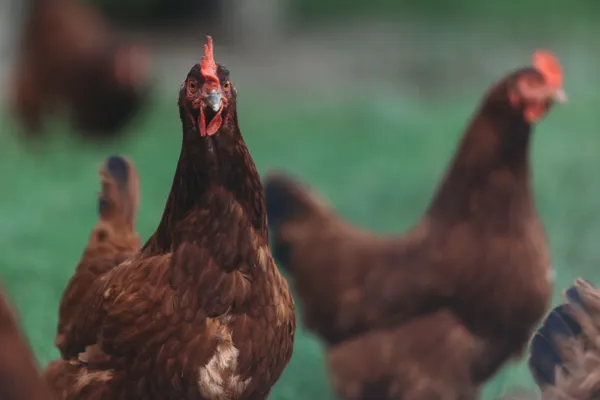 Portrait of Rhode Island Red chickens in a rural farm setting with green backdrop.
