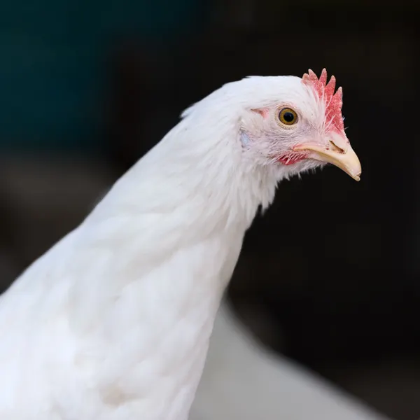 Detailed image of a white Leghorn hen showcasing its distinctive features. Ideal for agricultural themes.