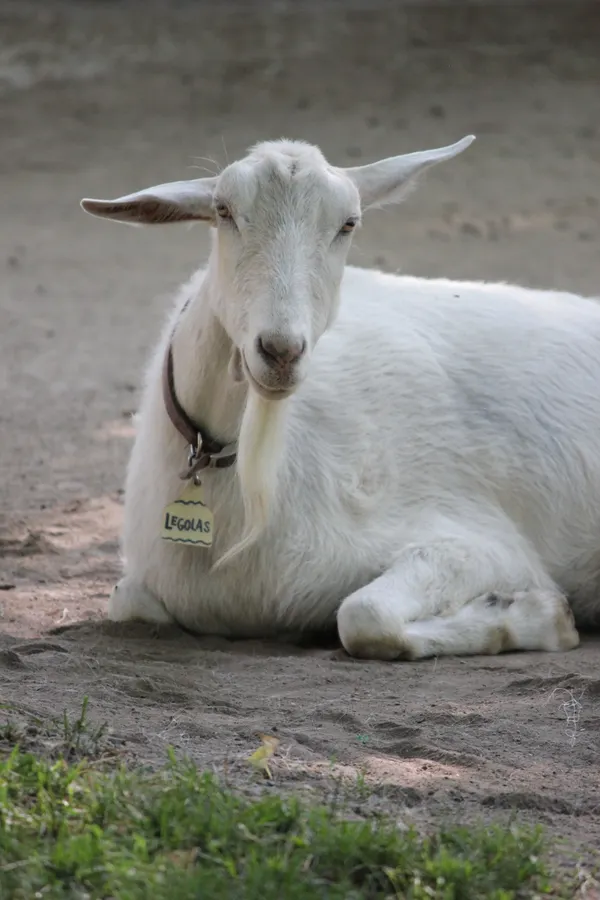 White Saanen goat relaxing on the ground, displaying its name tag Legolas.