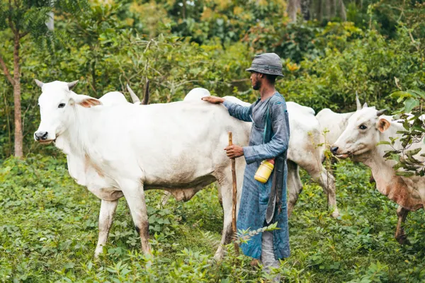A Fulani herdsman in Nigeria manages his cattle in lush, green farmland, showcasing traditional nomadic lifestyle.