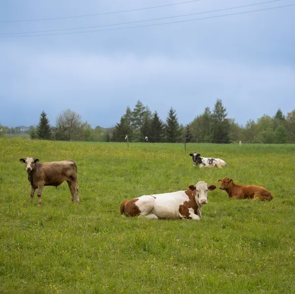Peaceful cows grazing in a vibrant green pasture under a cloudy sky in spring.