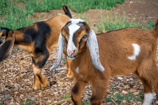 A charming Nubian goat enjoying a sunny day on a rural farm, showcasing its distinctive features and healthy breeding.