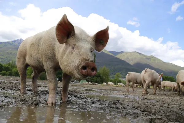 pig, sow, domestic pig, farm animal, happy pig, farm yard, agriculture, switzerland, ticino, pig, pig, pig, pig, pig