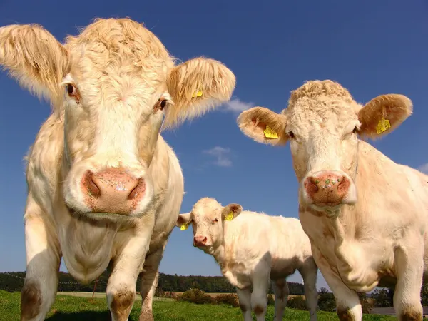 cows, curious, cattle, livestock, nature, agriculture, cattle breeding, pasture, farm, mammals, ruminants, animals, animal world, farm animals