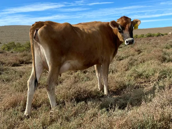 a cow standing in a field