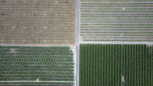 Aerial view of plantation