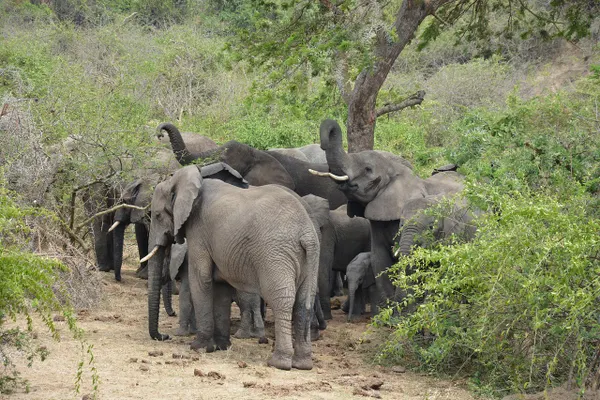 elephants uganda national park