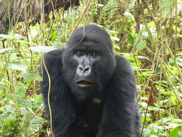 mountain gorilla rwanda