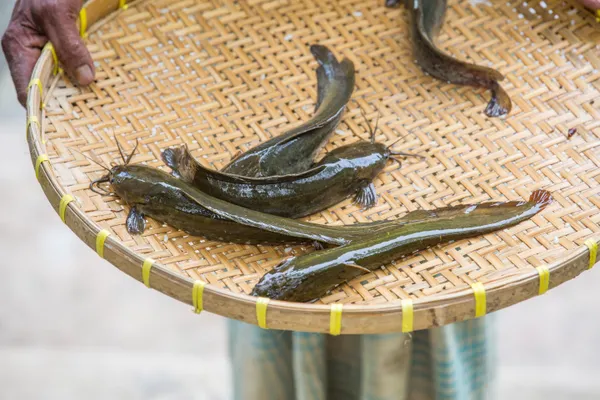 Fresh Catfish