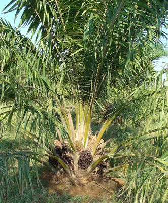 Oil Palm Fruit