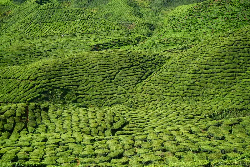 Tea plantation fields in Tigoni, Kenya